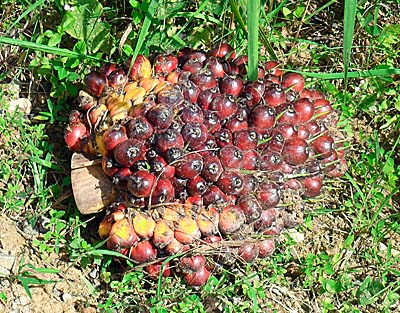'Palm Oil Fruit' by Asienreisender